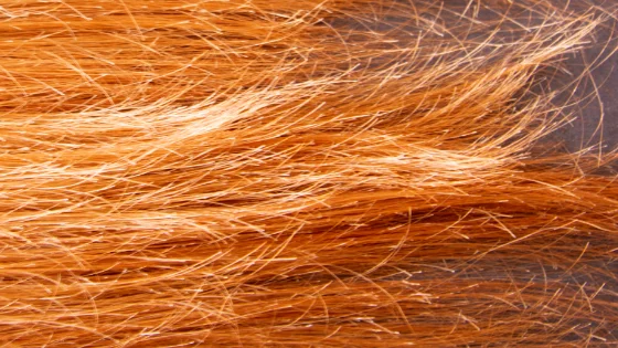 Un primer plano de un pelaje naranja.